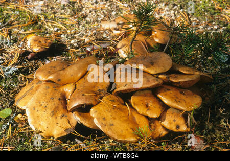 Kuh-Röhrling, Kuhröhrling, Kuhpilz, Suillus bovinus, Jersey Kuh Pilz, bolet des bouviers Stockfoto