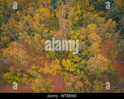 Deutscher Wald von drohne in Vintage Farben fotografiert. Stockfoto