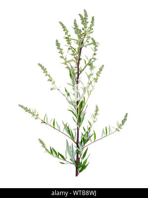 Artemisia Absinthium mit Blättern auf weißem Hintergrund. Studio Foto Stockfoto