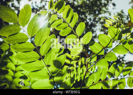 Transparente Blätter im warmen Sonnenlicht Stockfoto