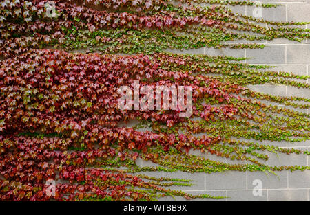 Virginia Creeper wachsen auf grauem Beton block Wand, Norfolk, England Stockfoto