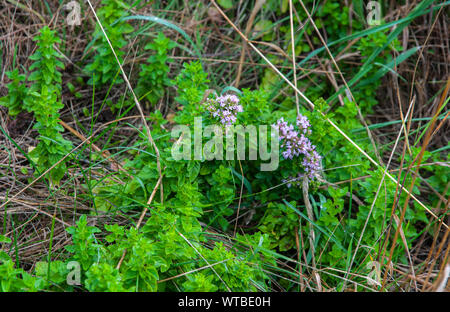 In der Nähe von blühenden Pflanzen der Thymus serpyllum oder wilder Thymian wachsen in unbebauten Wiese Stockfoto