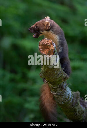 Baummarder (Martes martes), Morvern Schottland Stockfoto