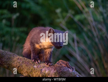 Baummarder (Martes martes), Morvern Schottland Stockfoto