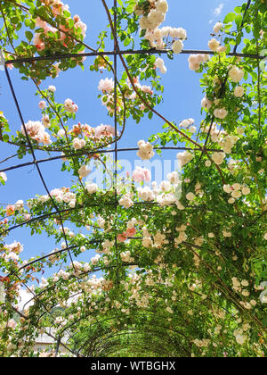 Natürlichen Tunnel mit rose Blumen und Zweige in strahlend blauen Himmel im Frühjahr Saison erstellt. Stockfoto