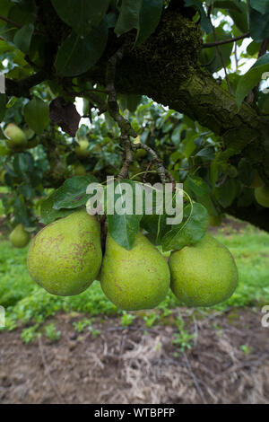 Reif Konferenz Birnen in einem niederländischen Orchard Stockfoto