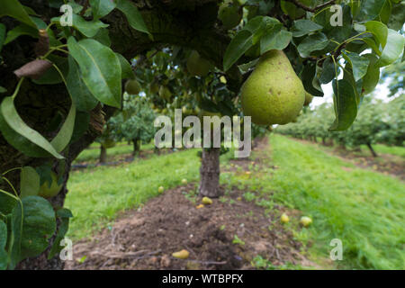 Reif Konferenz Birnen in einem niederländischen Orchard Stockfoto