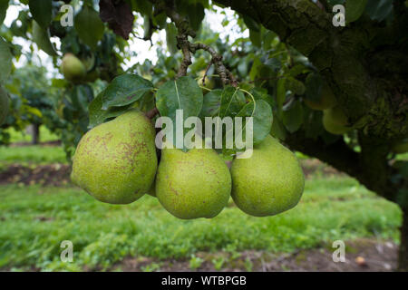 Reif Konferenz Birnen in einem niederländischen Orchard Stockfoto