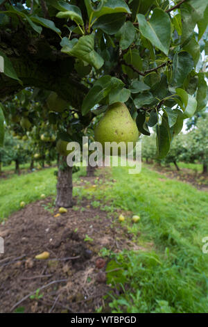 Reif Konferenz Birnen in einem niederländischen Orchard Stockfoto