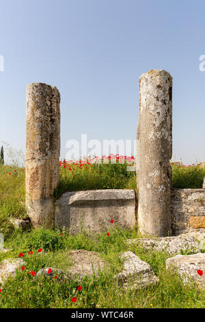 Alten Spalten und an sich selbst gewachsen Welpen Blumen in agora Bereich Hierapolis Pamukkale Türkei Stockfoto