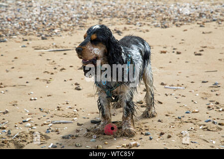 Schöne tricolor Cocker Spaniel spielt auf einem Sandstrand Stockfoto