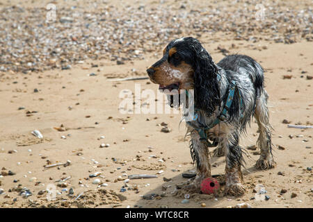 Schöne tricolor Cocker Spaniel spielt auf einem Sandstrand Stockfoto