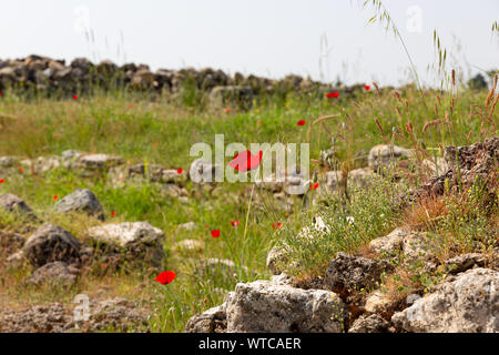 Welpen Blumen über die alten Ruinen der Agora Wände in hierapolis Pamukkale Stockfoto