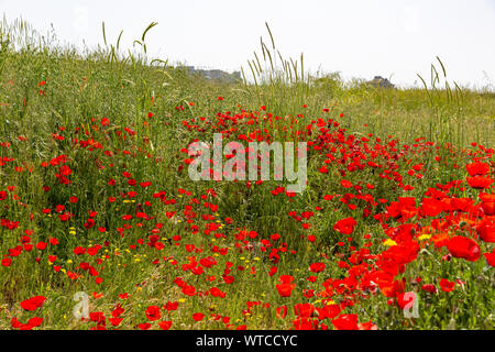 Welpen Blumen über die alten Ruinen der Agora Wände in hierapolis Pamukkale Stockfoto