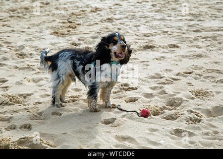 Schöne tricolor Cocker Spaniel spielt auf einem Sandstrand Stockfoto