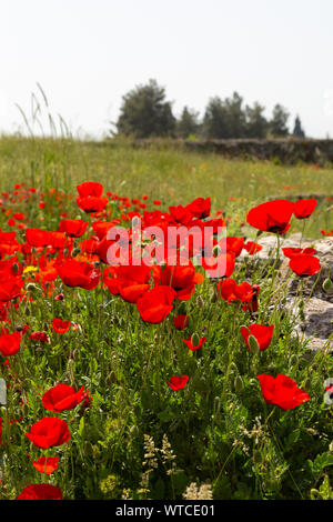 Welpen Blumen über die alten Ruinen der Agora Wände in hierapolis Pamukkale Stockfoto