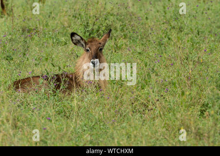 Weibliche Defassa Wasserbock, Kobus ellipsiprymnus, Hornträger, Nakuru Lake National Park, Kenia, Afrika Stockfoto