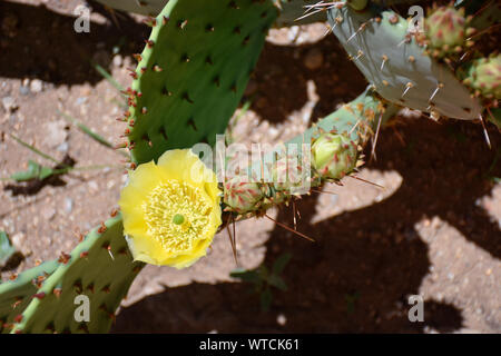 Die Engelmann Feigenkakteen Blüten fotografiert im Frühsommer in den Botanischen Gärten in New Mexico Stockfoto