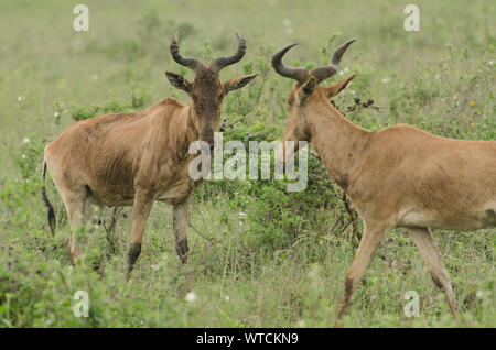 Des Koks Hartebeest, Alcelaphus buselaphus cokii, Hornträger, Nairobi National Park, Kenia, Afrika Stockfoto