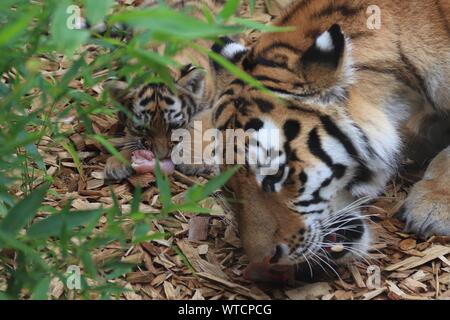 Weibliche und männliche Tiger Tiger Cub essen Frühstück Stockfoto