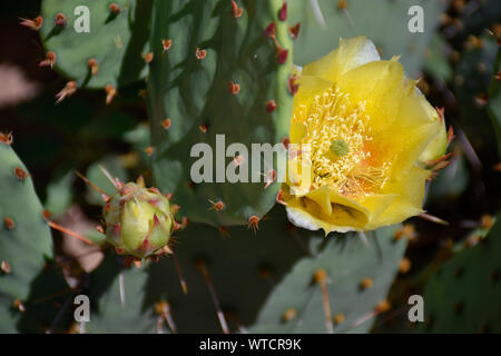 Die Engelmann Feigenkakteen Blüten fotografiert im Frühsommer in den Botanischen Gärten in New Mexico Stockfoto