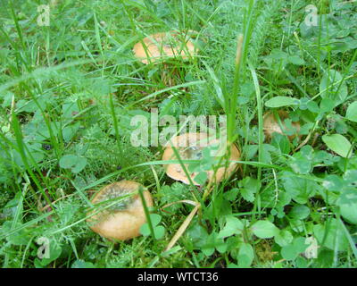 Der Pilz wächst in den ukrainischen Karpaten in den Wald. Es ist vegetarische Ernährung Essen. Pilz wächst im Gras. Boletus edulis. Weiß mus Stockfoto