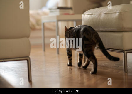 Schöne kurze Haare Katze zu Fuß in die Schlafzimmer zu Hause Stockfoto