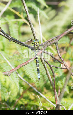 Southern Hawker Libelle auf einem Zweig, männlich, Aeshna cyanea, Sussex, UK, August Stockfoto