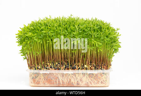 Frische microgreens Nahaufnahme. Wachsende Sprößlinge für Salat. Stockfoto