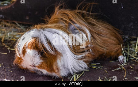 Inländische Meerschweinchen (Cavia porcellus), mit Weiß braune lange Haare, ruht auf Sand Oberfläche Stockfoto