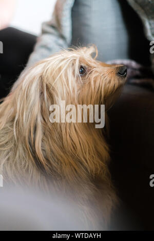 Senior mans hand Um den langhaarigen Rassehund gewickelt. Blond Haushund neben älteren Mann zu Hause in Innenräumen, menschlichen Freund Stockfoto