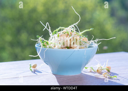 Die gekeimten Samen für Salat. Samen für Salat Sprossen Stockfoto