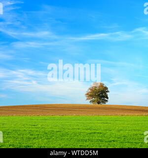 Einsame Eiche auf dem Hügel mit gepflügten Feldes im Herbst, in der Nähe von Robel, Mecklenburg-Vorpommern, Deutschland Stockfoto