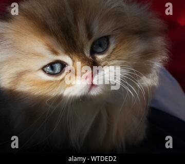 Golden shaded Persischen Katze mit blauen Augen Stockfoto