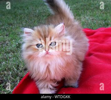 Golden shaded Persischen Katze mit blauen Augen Stockfoto