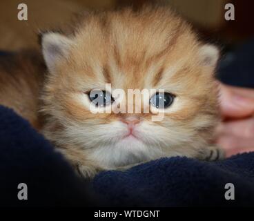 Golden shaded Persischen Katze mit blauen Augen, 3 Wochen alte Kätzchen Stockfoto