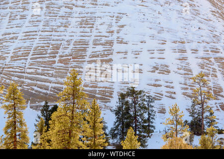 Checkerboard Mesa mit Schnee, Zion National Park, Utah, USA Stockfoto