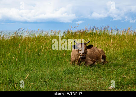 Junge Kuh liegt in einer Wiese mit hohem Gras im sonnigen Herbst Wetter Stockfoto