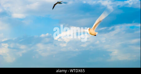Zwei Möwen fliegen vor flauschigen weißen bewölkten Himmel. Stockfoto