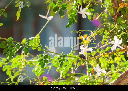 Nahaufnahme von Blooming Jasmin Bush und verlässt. Selektive konzentrieren. Stockfoto