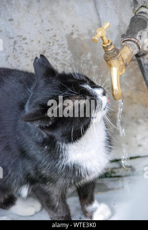 Katze trinkt Wasser aus dem Brunnen. Selektive konzentrieren. Stockfoto