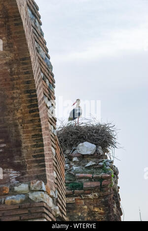 Europäischen Weißstorch aka Ciconia ciconia steht auf seinem großen Nest. Das Storchennest ist von Zweigen und setzen Sie sich auf einen alten gemauerten Schornstein. Stockfoto