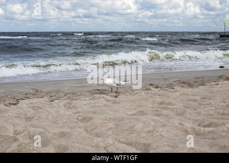 Eine einsame Möwe an der Ostsee Strand in windigen Wetter, in der Nähe der Stadt Kolberg in Polen. Stockfoto