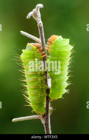 Polyphemus Moth-Antheraea polyphemus, Caterpillar von schönen grossen amerikanischen Motte. Stockfoto