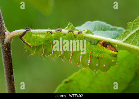 Polyphemus Moth-Antheraea polyphemus, Caterpillar von schönen grossen amerikanischen Motte. Stockfoto