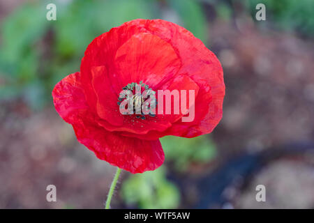 Die Blume der Papaver somniferum, Schlafmohn. Diese Blume als Symbol des Gedenkens an die Gefallenen des Ersten Weltkriegs und andere Kriege verwendet. Stockfoto