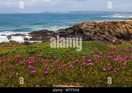 Hottentotte Abb. Carpobrotus edulis wachsen auf einer Klippe in der Nähe der Porta Covo auf der westlichen Alentejo Küste mit der Stadt Westerland über Portugal Stockfoto