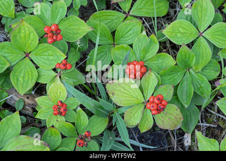 Die reife, rote Früchte von Cornus canadensis, auch als bunchberry bekannt. Stockfoto