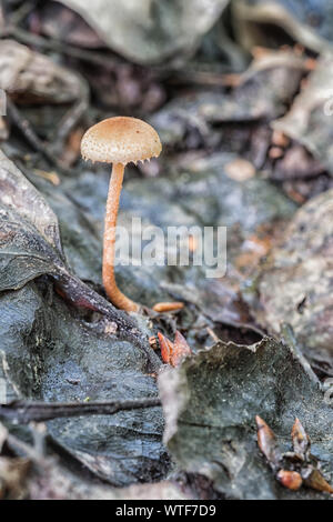 Ein unbekannter Pilz wächst aus dem Blatt Wurf auf dem Waldboden Stockfoto