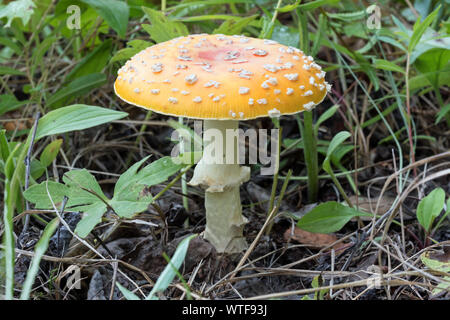 Eine Amanita muscaria Pilze wachsen auf den Waldboden. Diese Pilze haben für die halluzinogenen Eigenschaften im Laufe der Geschichte eingesetzt. Stockfoto